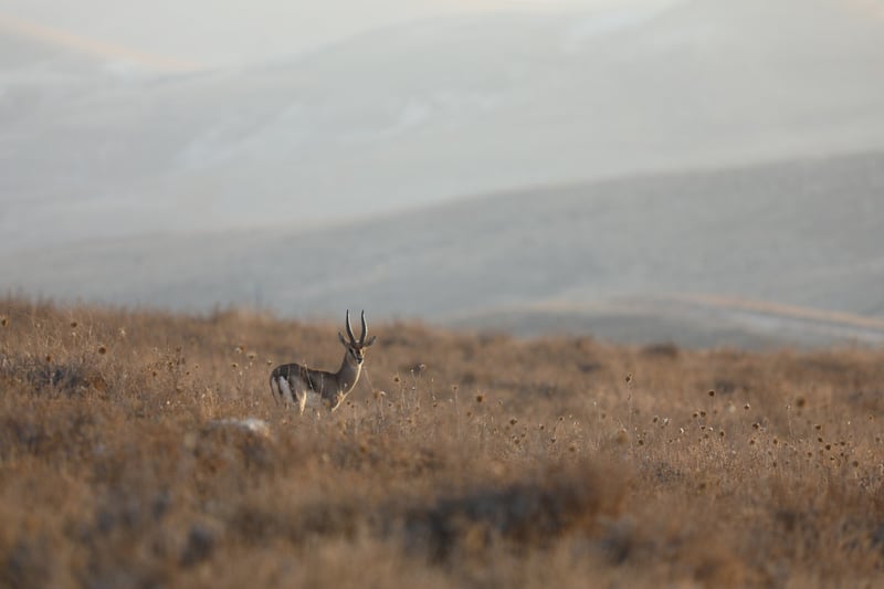 Wildlife Expedition